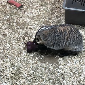 Bucky | Henry Vilas Zoo