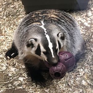 Bucky | Henry Vilas Zoo