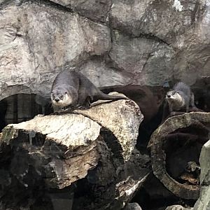 North American River Otters | Henry Vilas Zoo