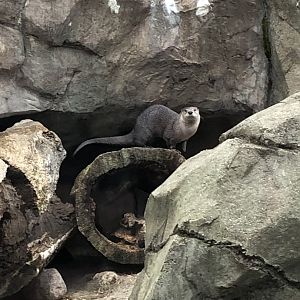 North American River Otters | Henry Vilas Zoo