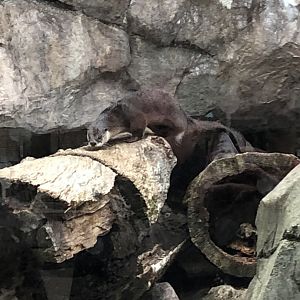 North American River Otters | Henry Vilas Zoo