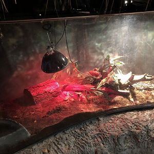 NEW Brazilian Rainbow Boa Exhibit | Henry Vilas Zoo