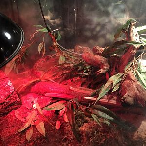 Brazilian Rainbow Boa | Henry Vilas Zoo