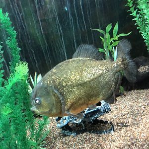Piranha | | Henry Vilas Zoo