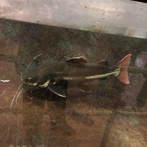 Red-Tailed Catfish | Henry Vilas Zoo