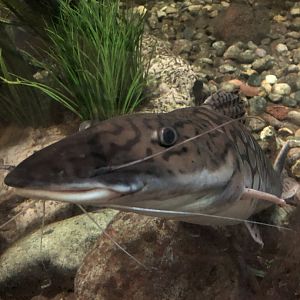 ID | | Henry Vilas Zoo