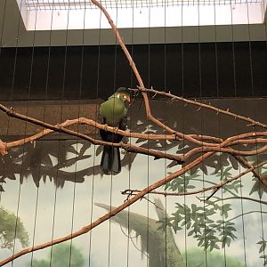 Turaco | Henry Vilas Zoo