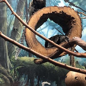 Geoffroy’s Marmoset | Henry Vilas Zoo