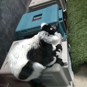 Black-and-White Ruffed Lemurs | Henry Vilas Zoo