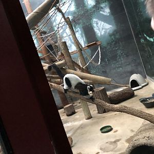 Black-and-White Ruffed Lemurs | Henry Vilas Zoo