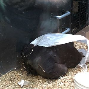 Datu | Henry Vilas Zoo