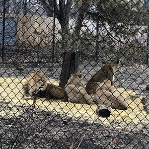 Pelo, Shakura, Ansel, and Amboseli | Henry Vilas Zoo