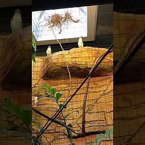 Esser made Kookaburras Call | Henry Vilas Zoo