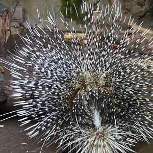"Land Urchin" (Hystrix africaeaustralis)