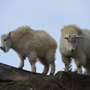 New Kids on the Rock (Oreamnos americanus)