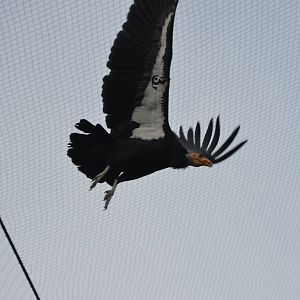 Gymnogyps californianus mid-flight