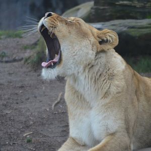 Panthera leo mid-yawn