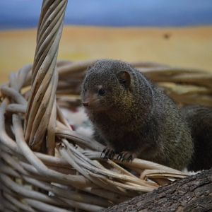 Baskets of fun (Helogale parvula)