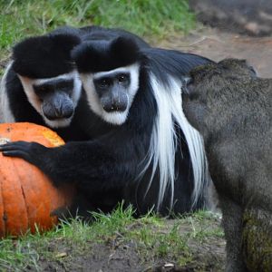 Asking for leftovers (Colobus guereza and Allenopithecus nigroviridis)