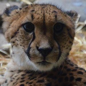 Acinonyx jubatus jubatus