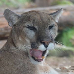 Puma concolor couguar