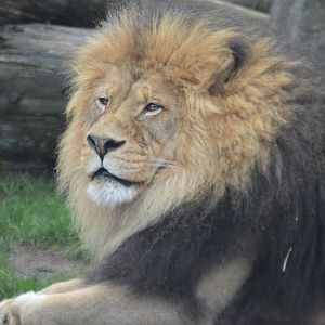 Panthera leo