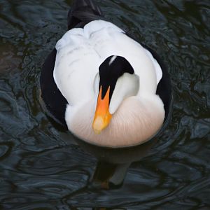 Somateria mollissima