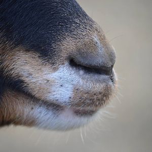 Capra aegagrus hircus