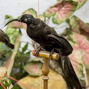 Black sicklebill, Epimachus fastosus (taxidermied)