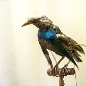 Wallace's standardwing, Semioptera wallacii (taxidermied)