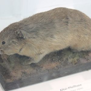 Altai pica - Ochontona alpina