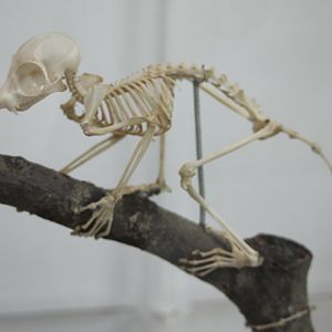 Skeleton Prince Demidoff's bushbaby - Galagoides demidovii