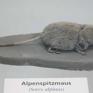 Alpine shrew - Solex alpinus