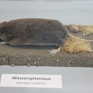 Watershrew - Noemys fodiens