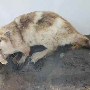 Yapok - Chironectes minimus