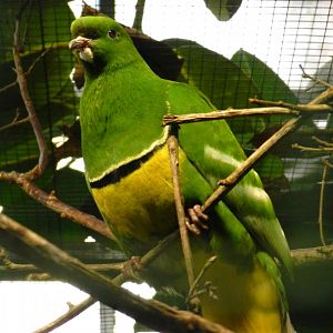 Cloven-feathered Dove