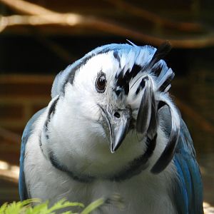 White-throated Magpie-jay