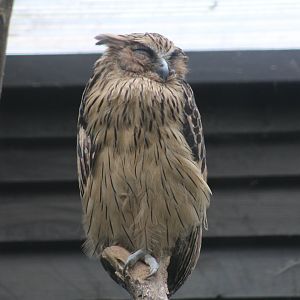 Bengal Buffy Fish-Owl