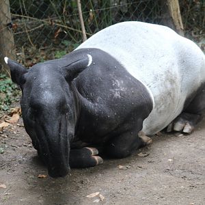 Malayan Tapir