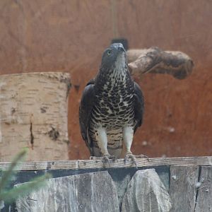European Honey-Buzzard