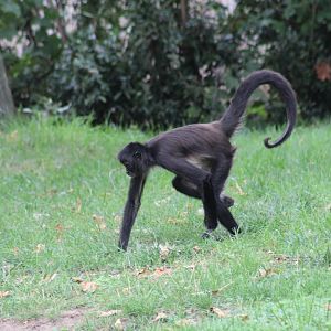 Mexican Spider Monkey