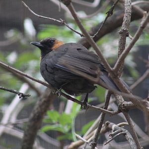 Rufous-Cheeked Laughingthrush