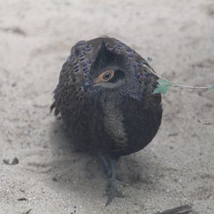 Grey Peacock-Pheasant