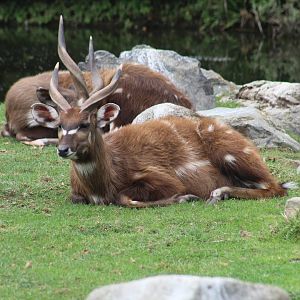 Western Sitatunga