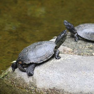 European Pond Turtle