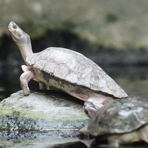 Brown Roofed Turtle