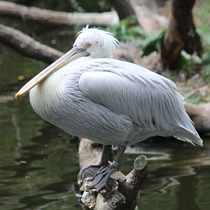Dalmatian Pelican