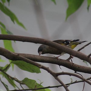 Oriental Greenfinch