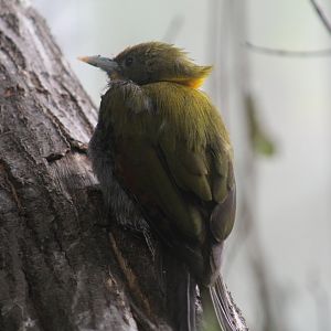 Greater Yellownape Woodpecker