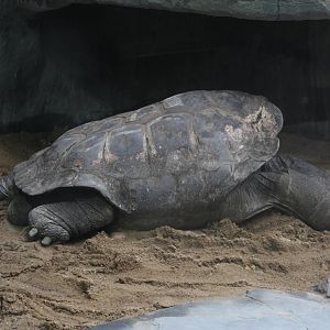 Duncan Island Giant Tortoise